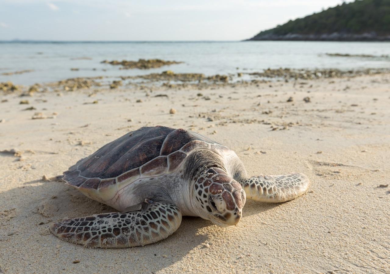 Racha Island Resort Ko Racha Yai Eksteriør bilde